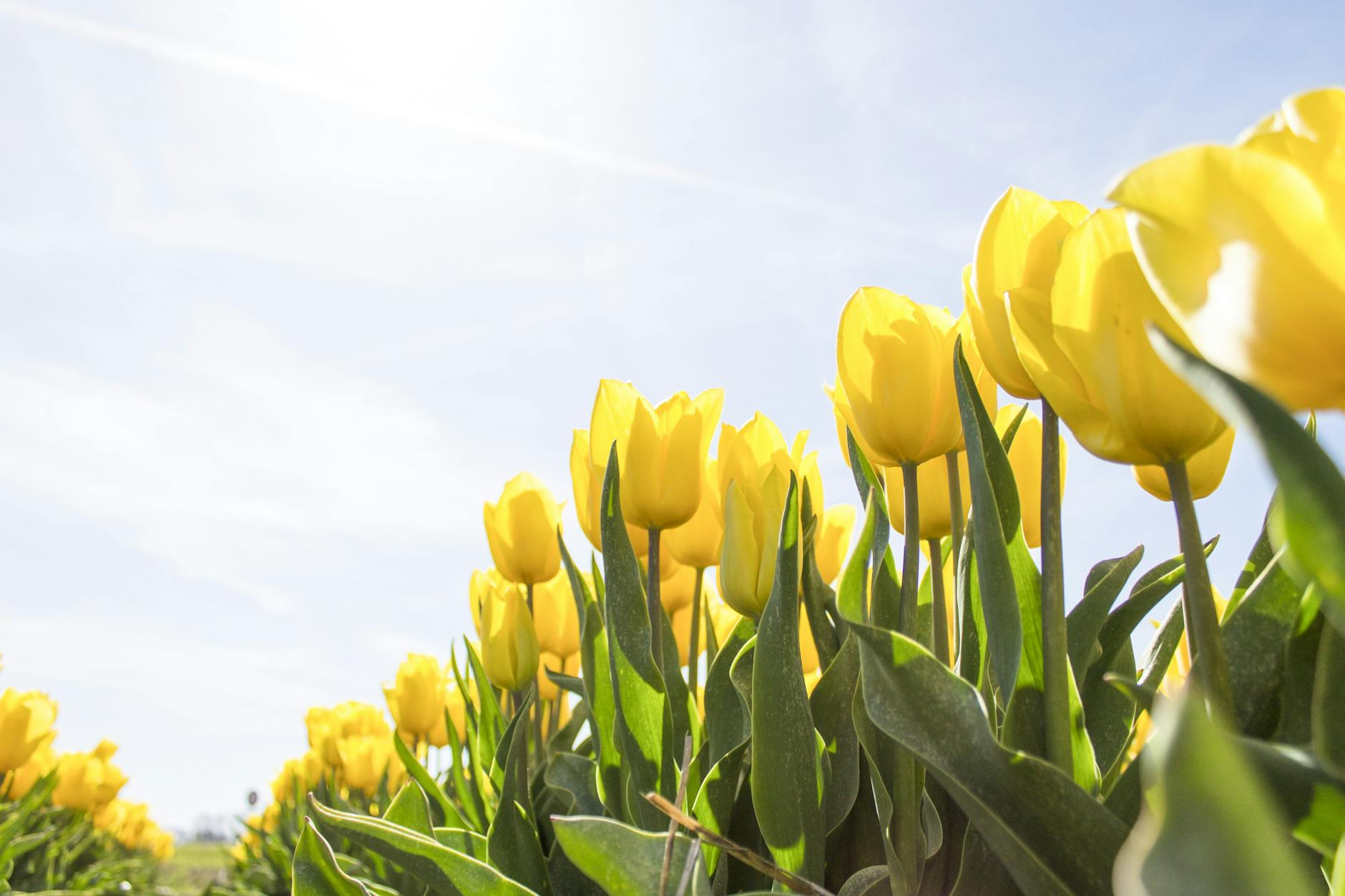 Flower blooming in summer