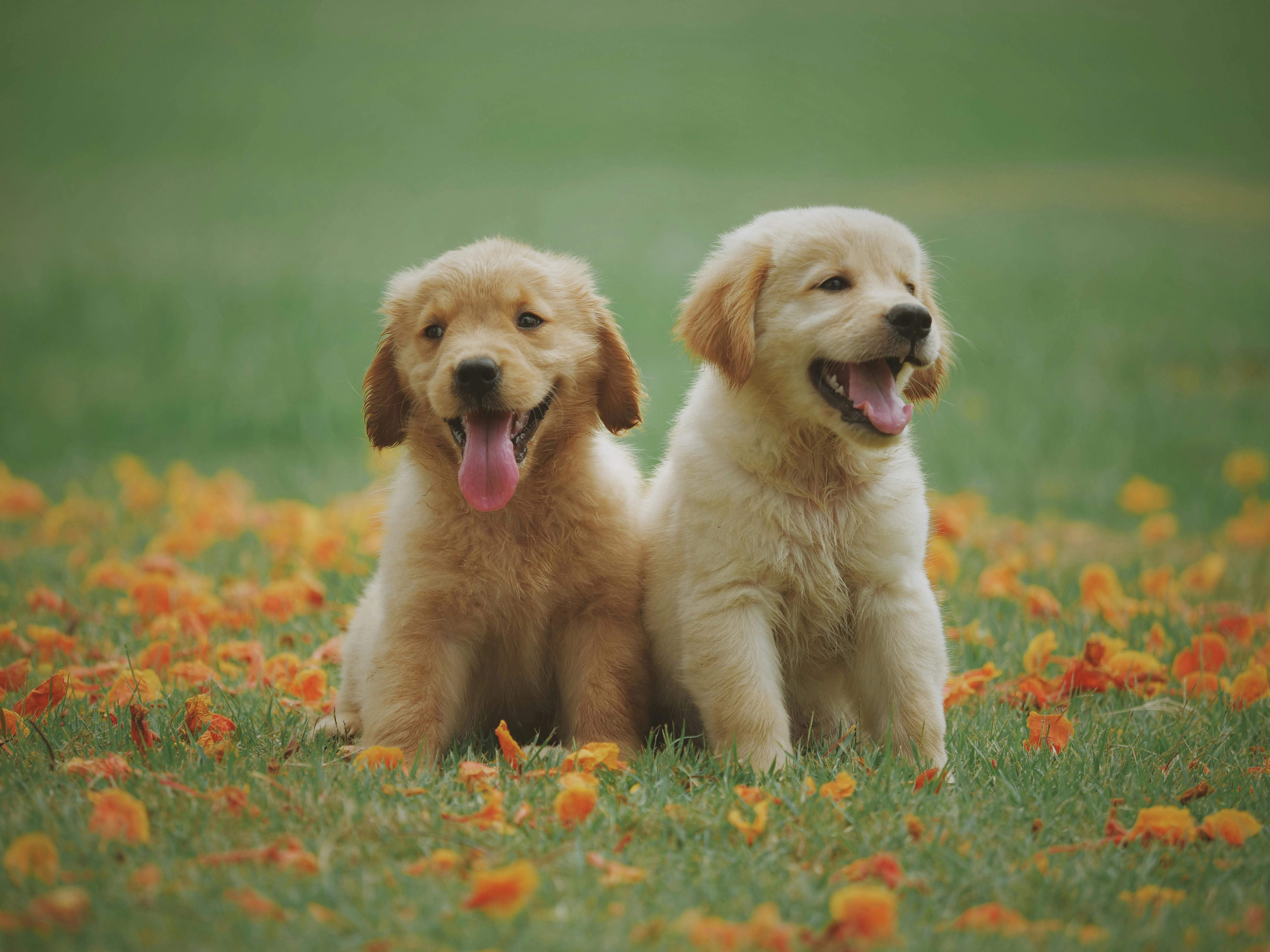 2 brown puppies