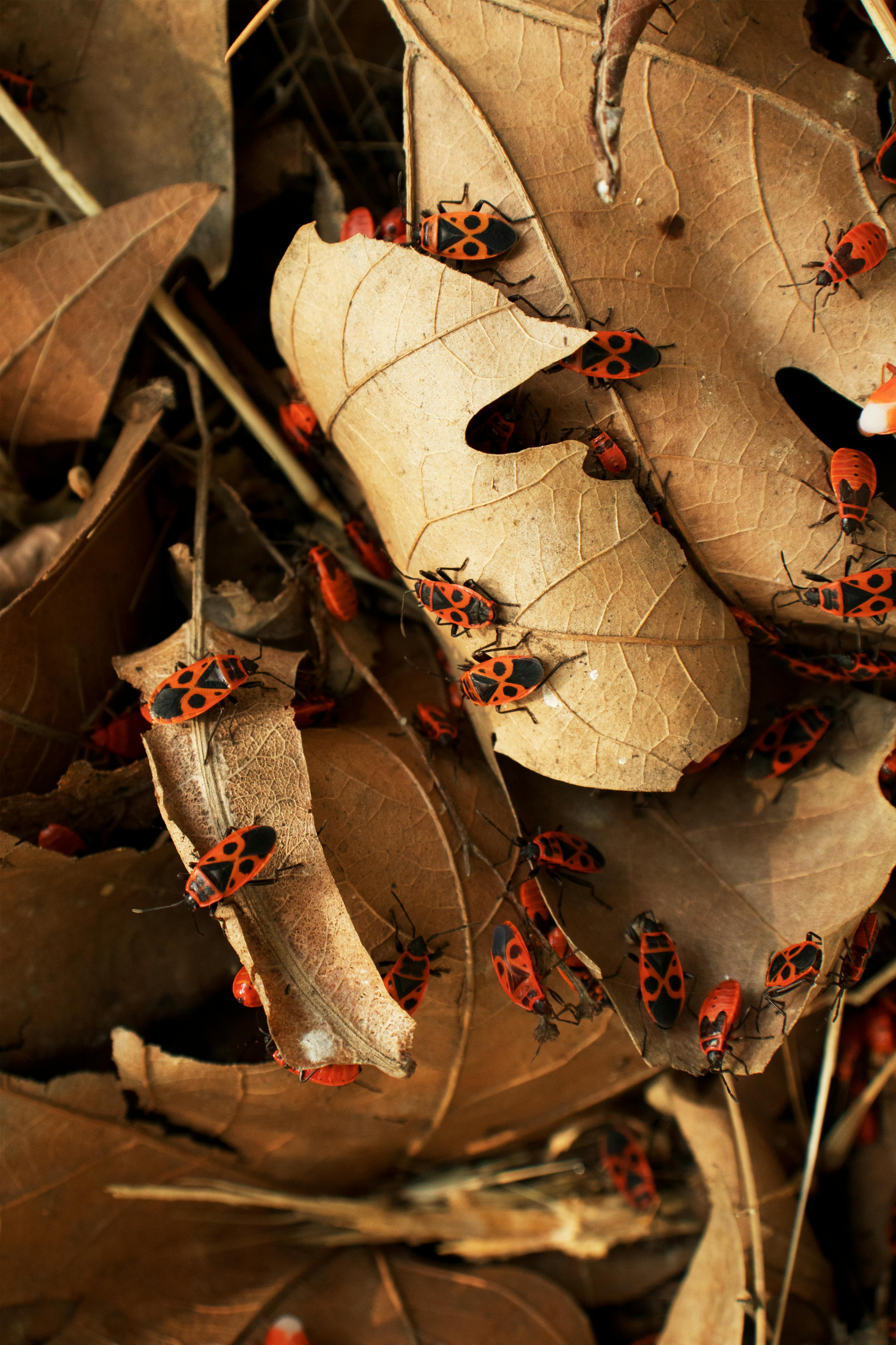 Bugs on leaves