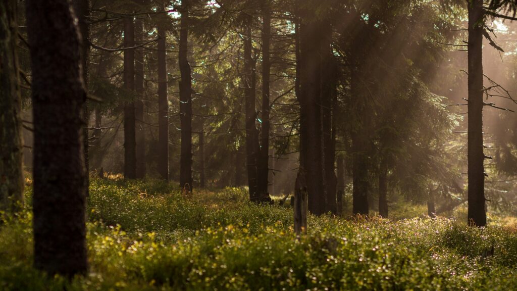 Daniel Boone National Forest 3