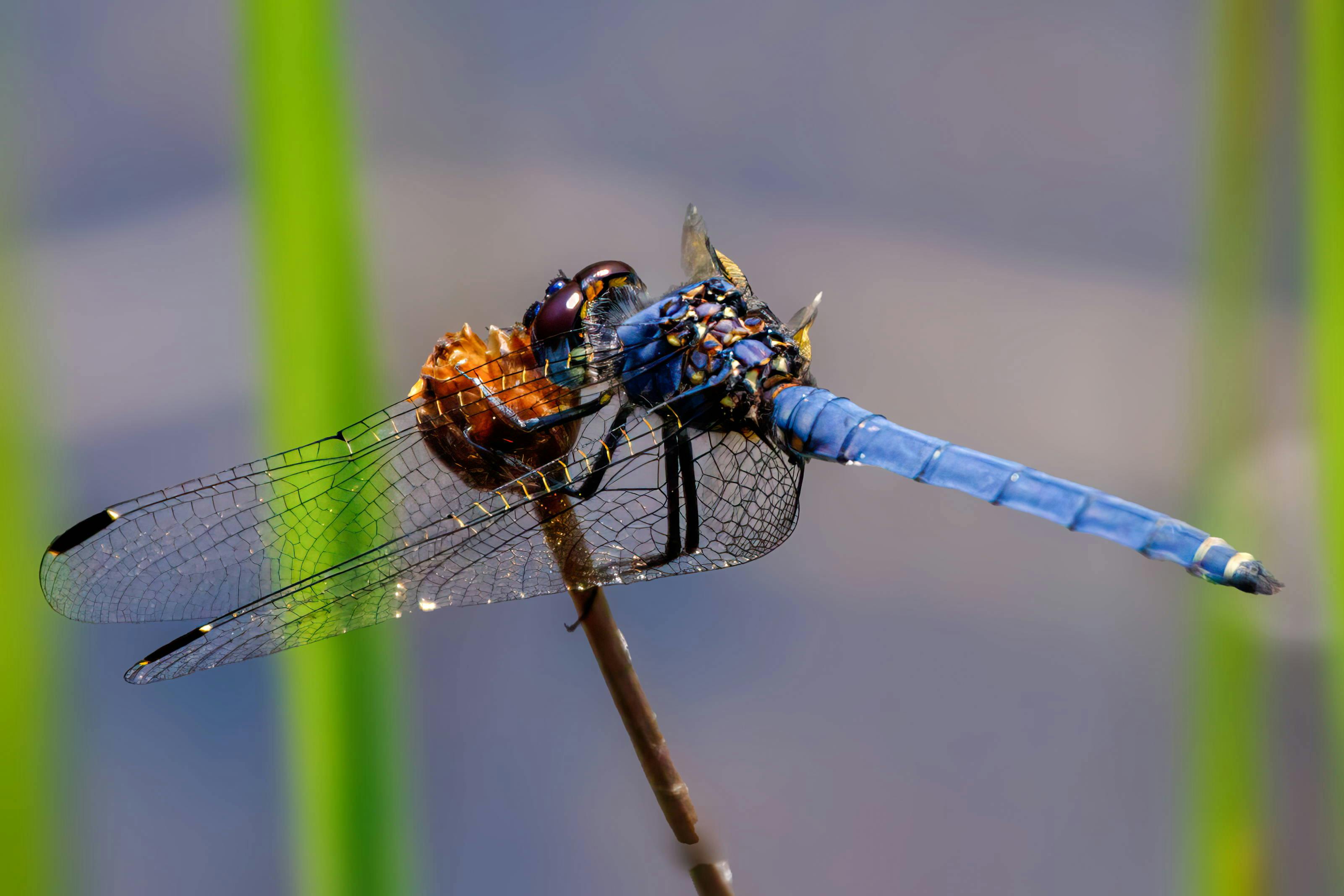 Dragonfly