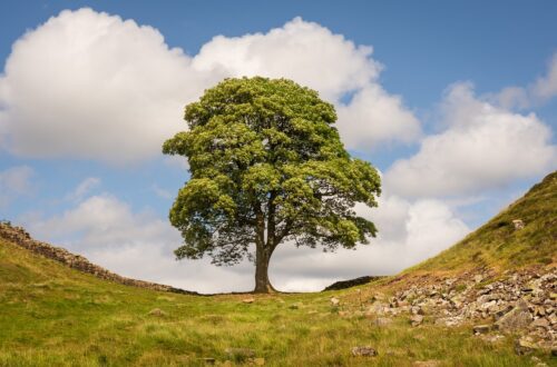 Holy Island of Northumberland tree