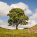 Holy Island of Northumberland tree