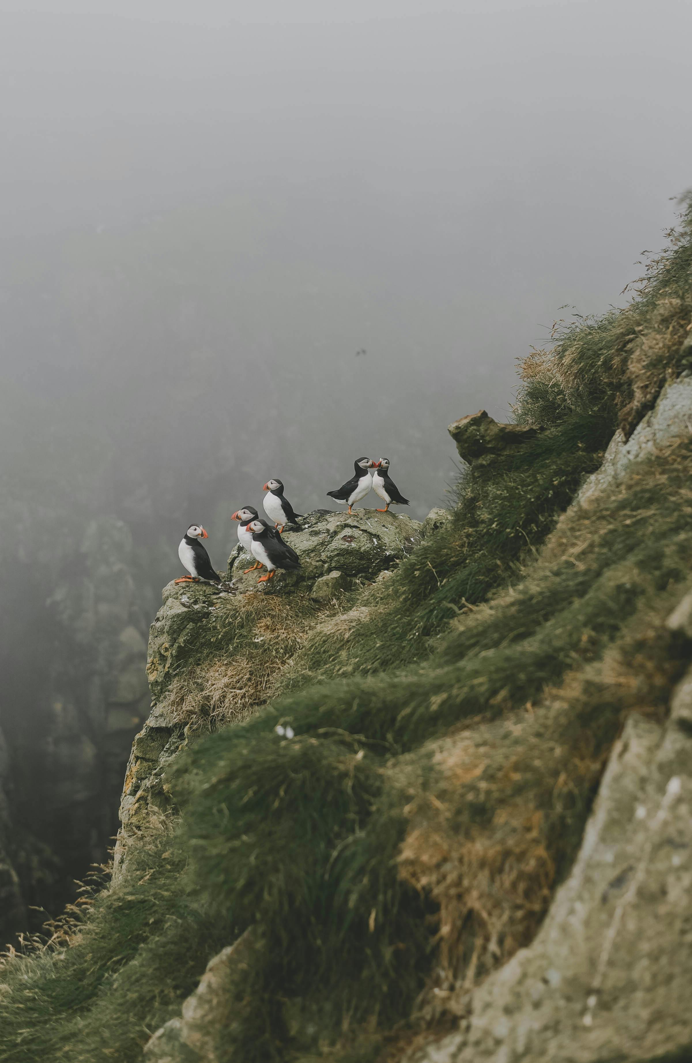 Puffins