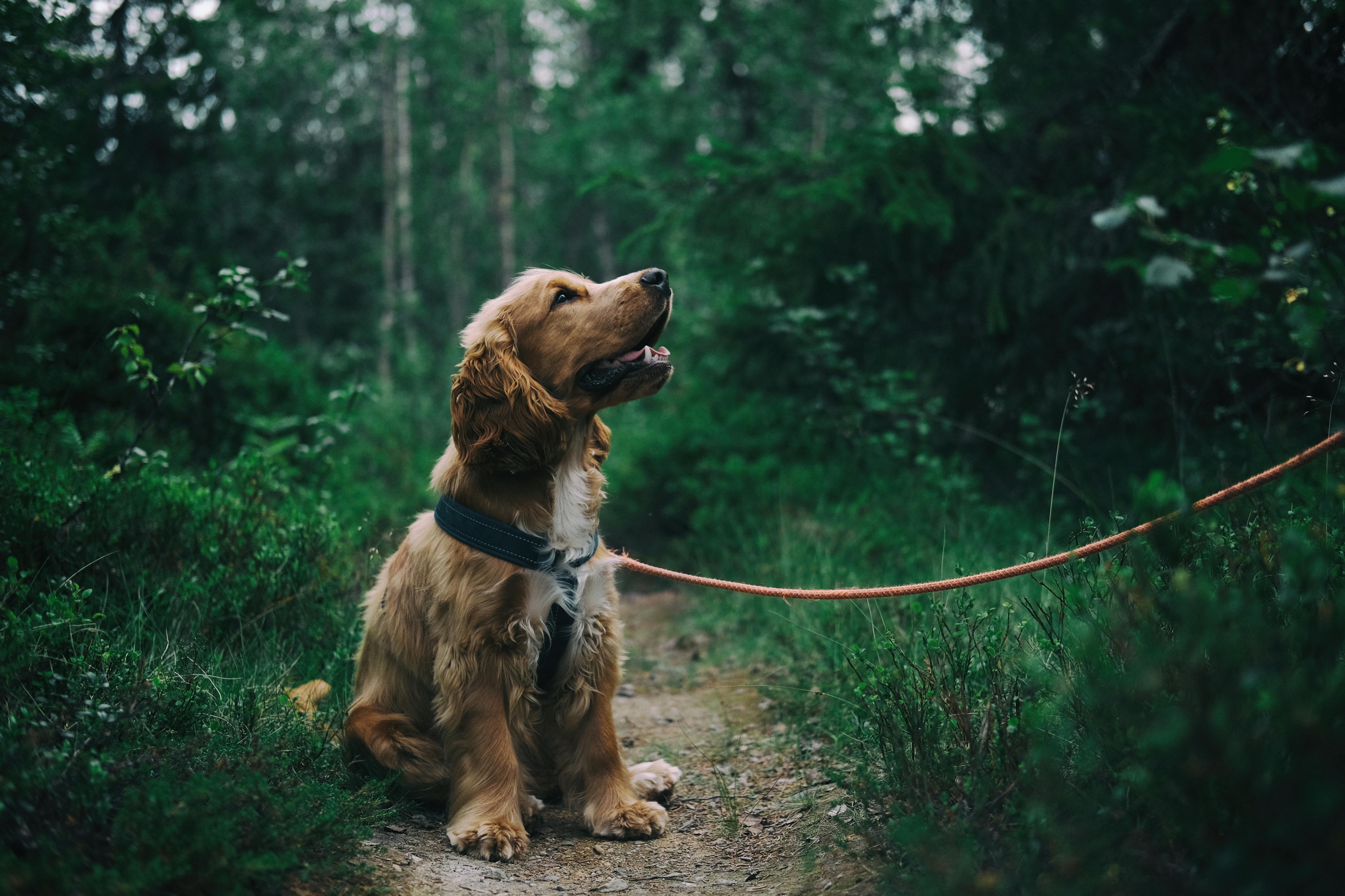 a dog posing for pictures