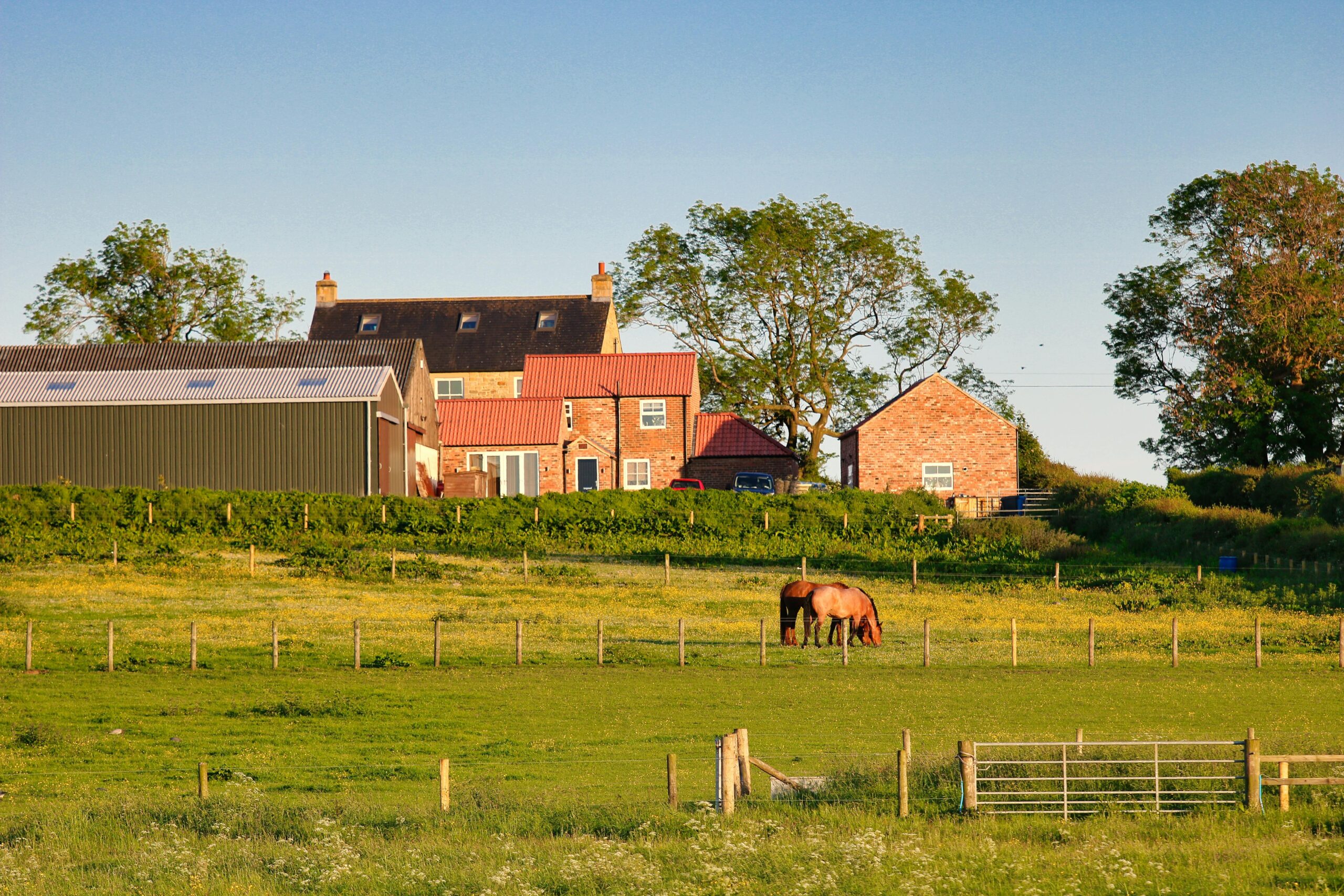 a horse feeding in Haltwhistle, Northumberland