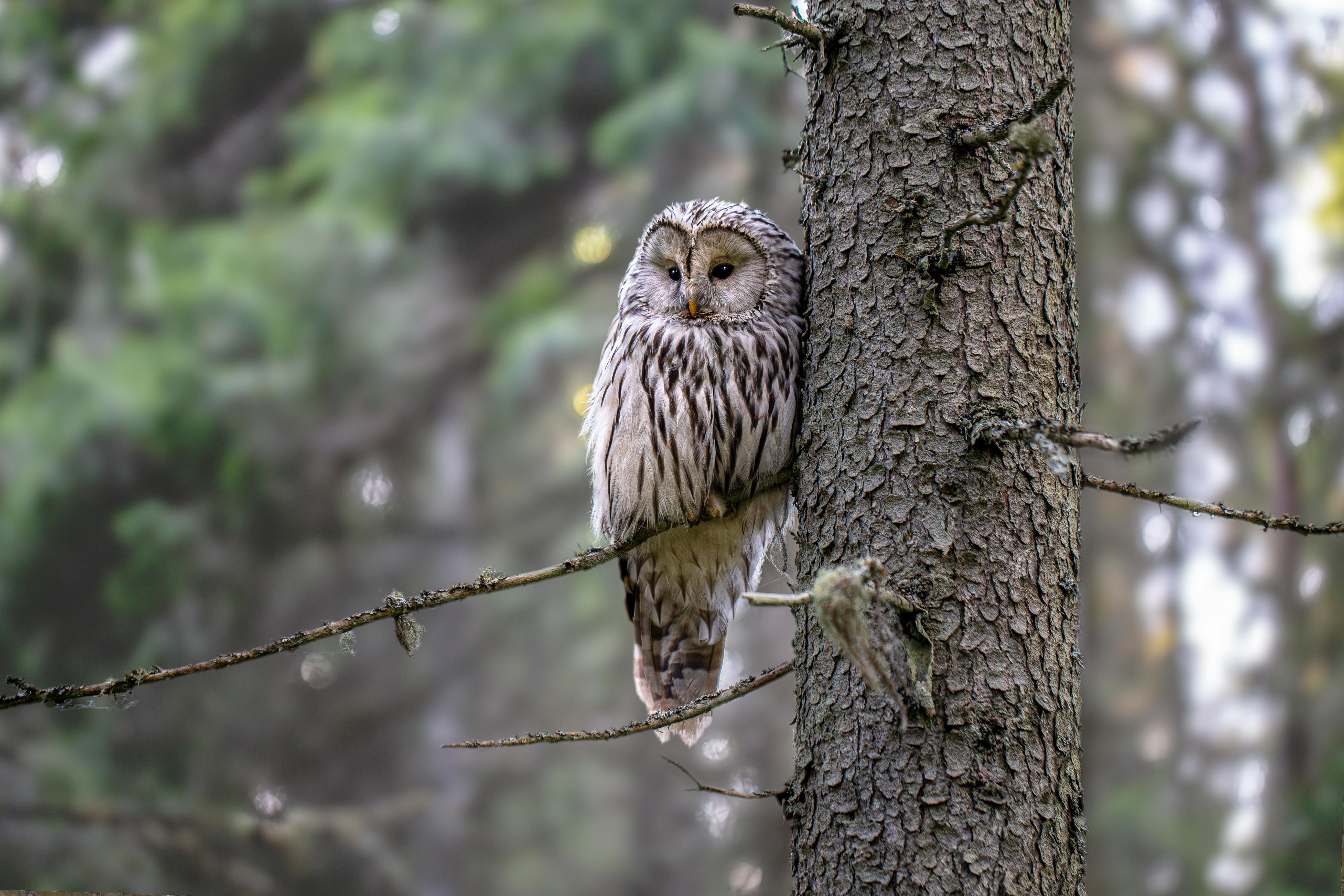 an owl for bird watching