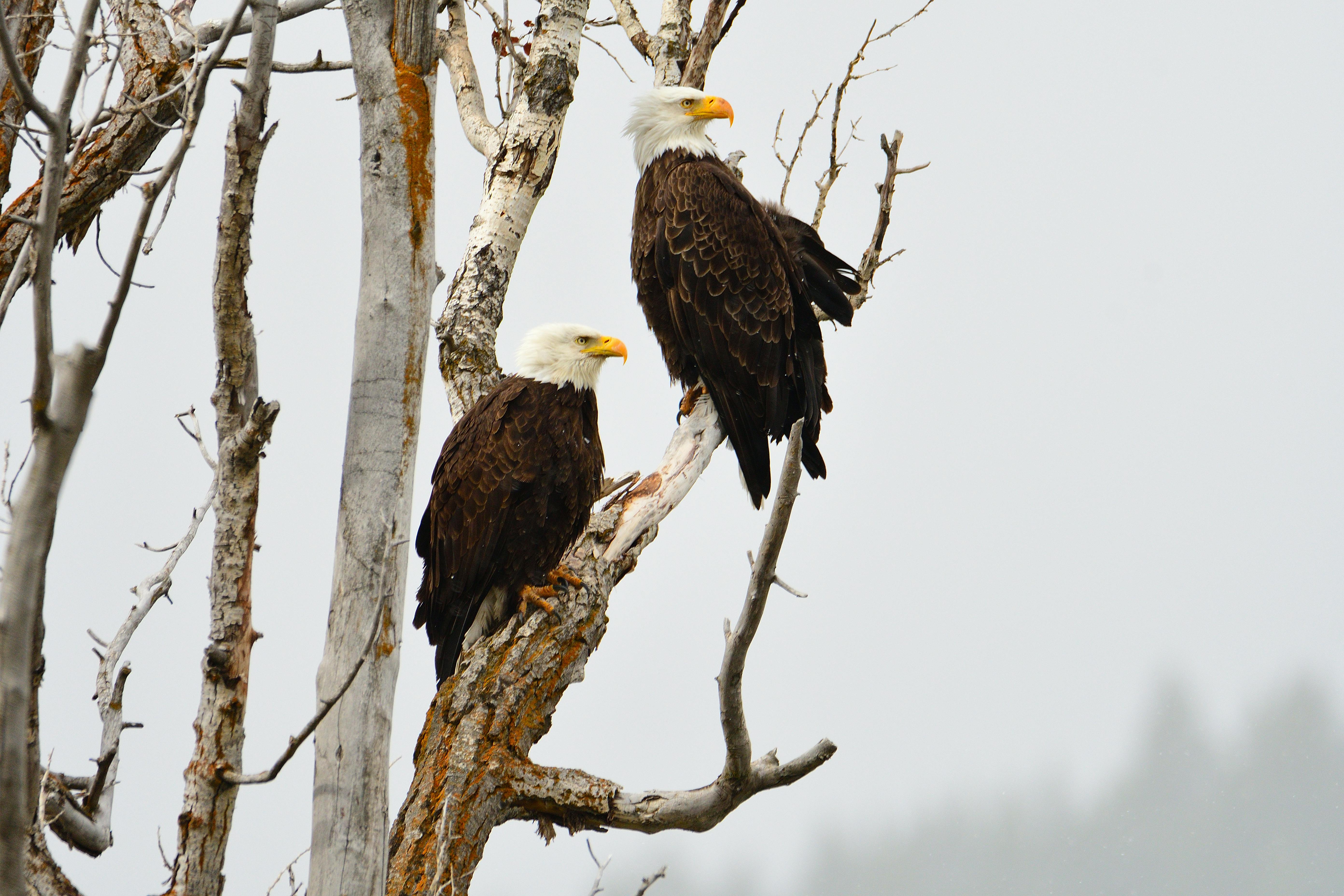 bald eagles