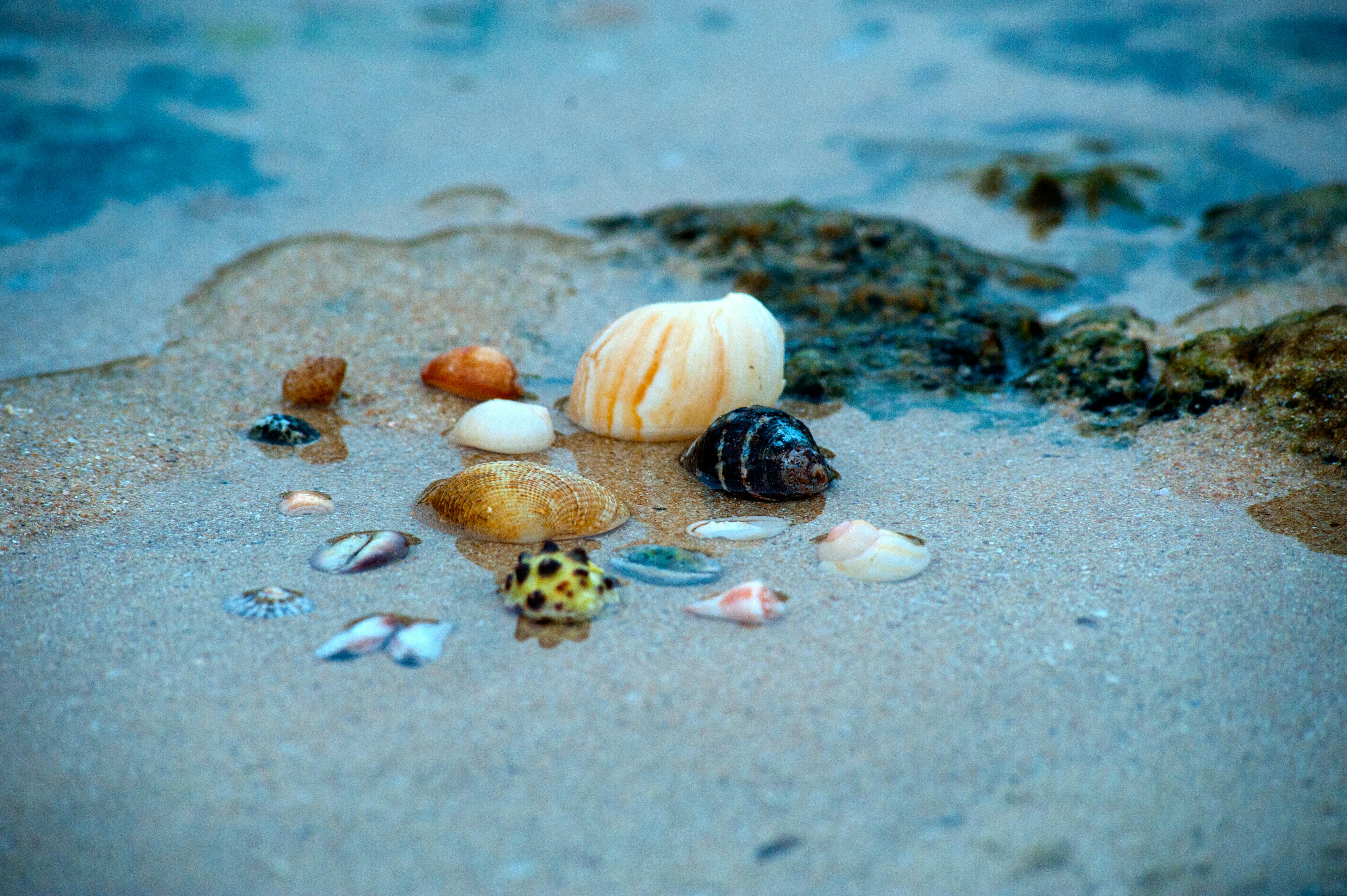 sea shells