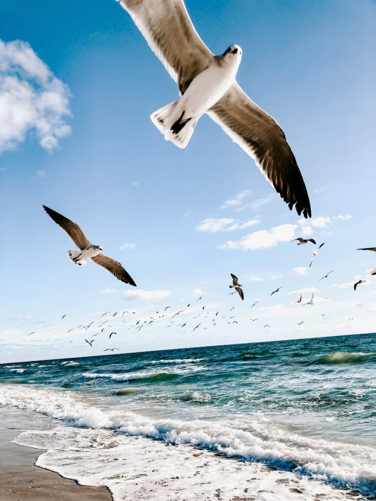 seagulls