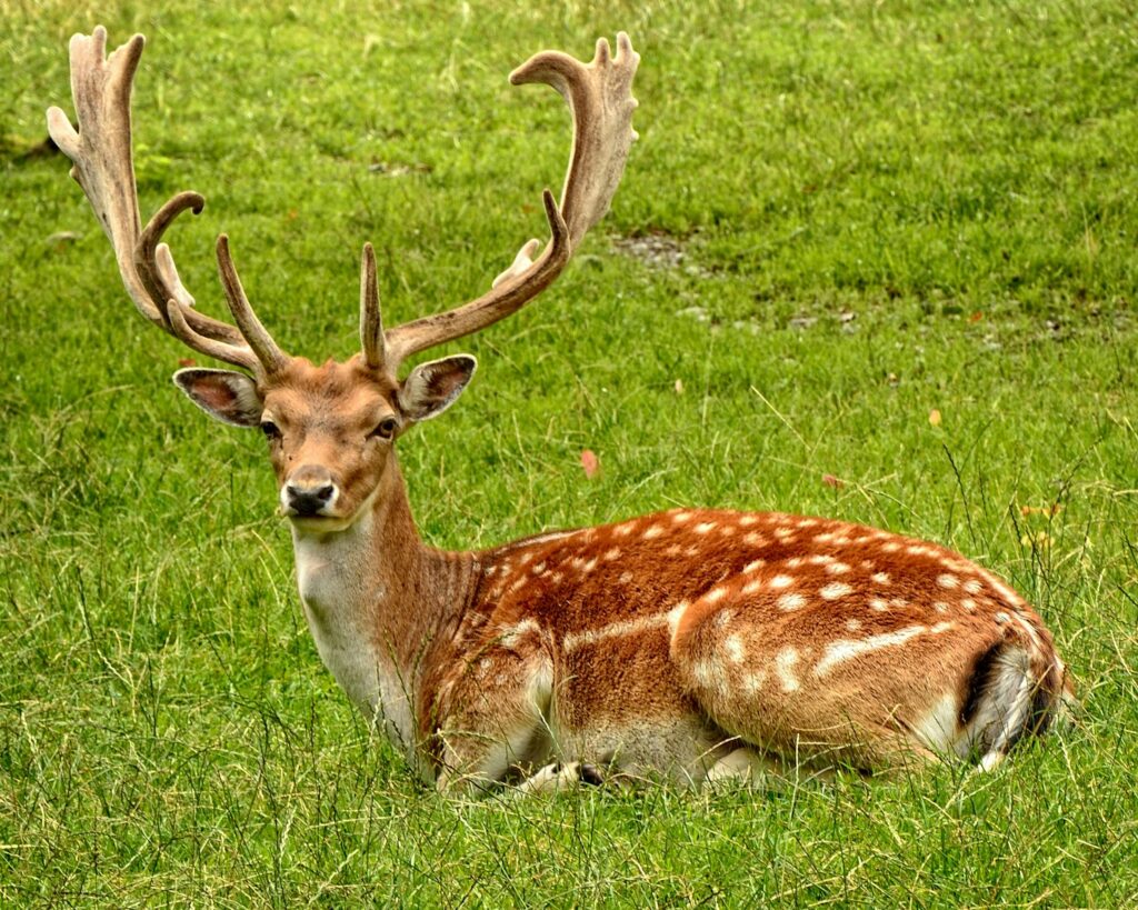 wildlife deer