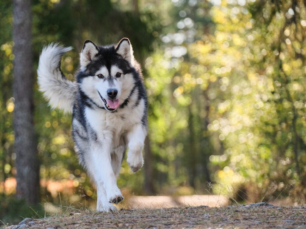 Alaskan Malamutes