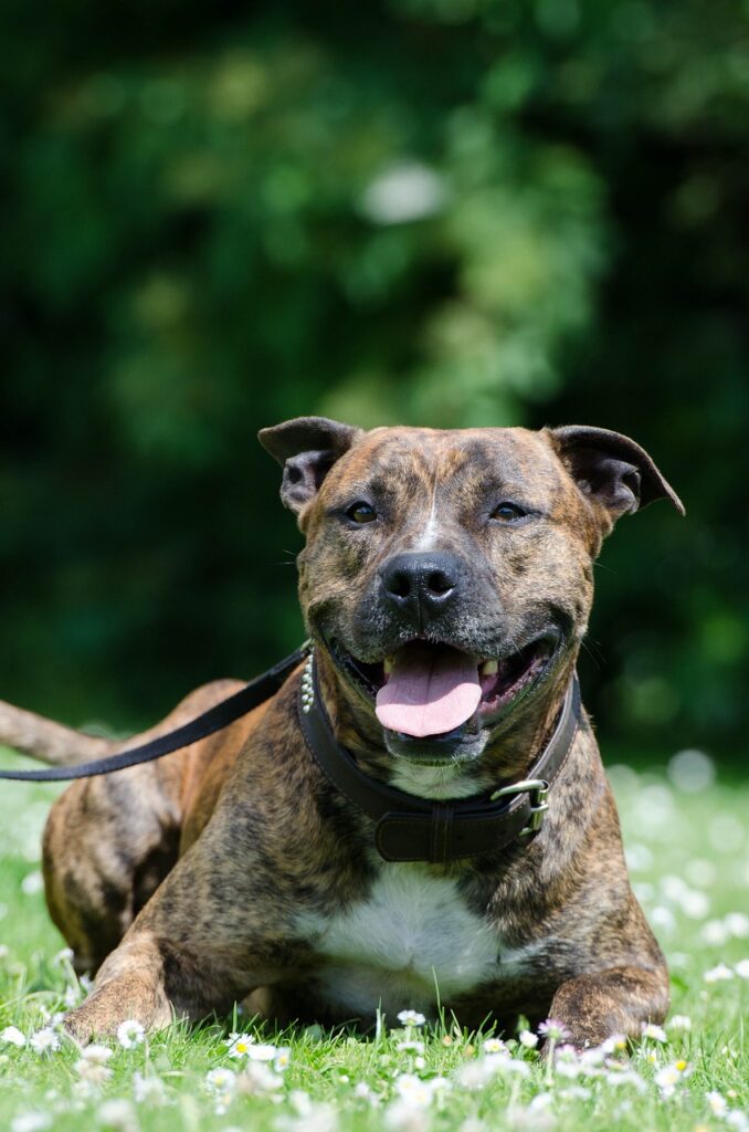 American Pit Bull Terriers