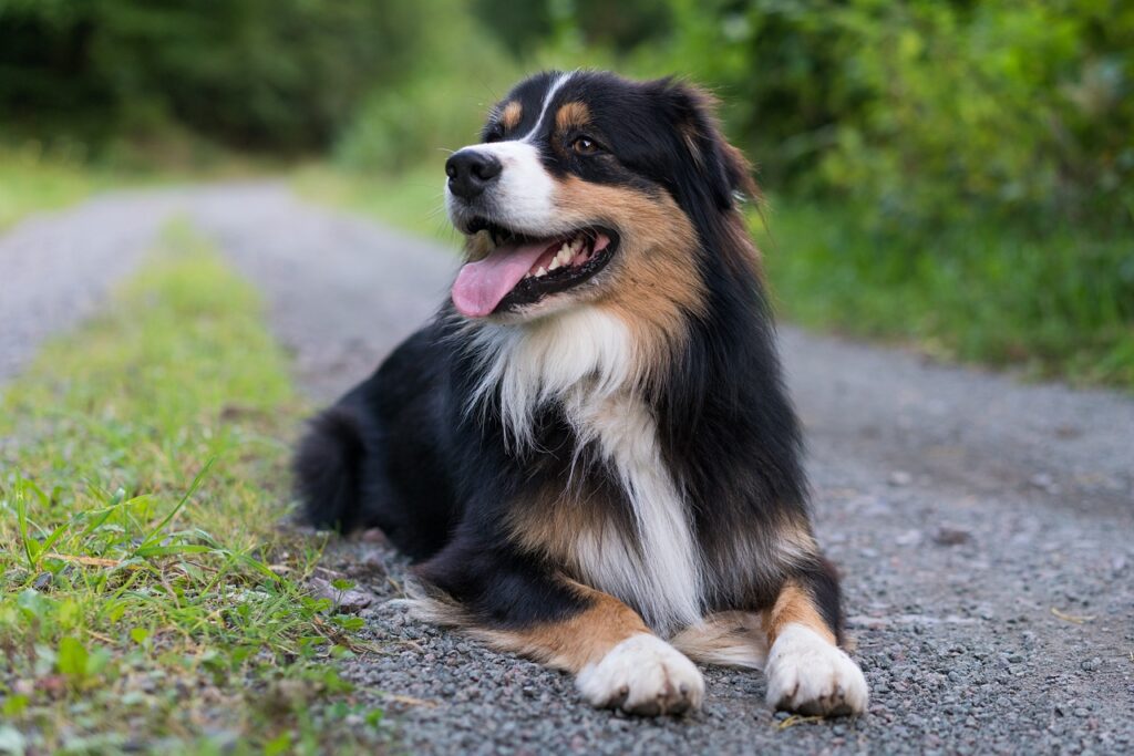 Australian Shepherds