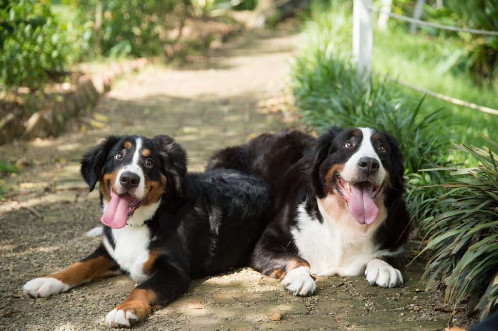 Bernese Mountain Dog