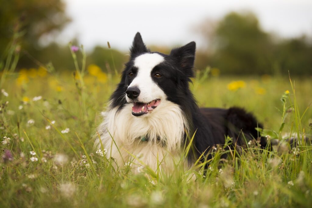 Border Collies 