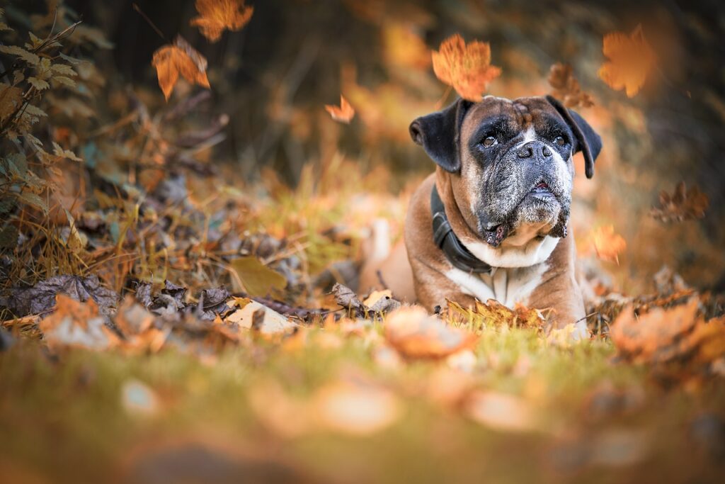 Boxers dog