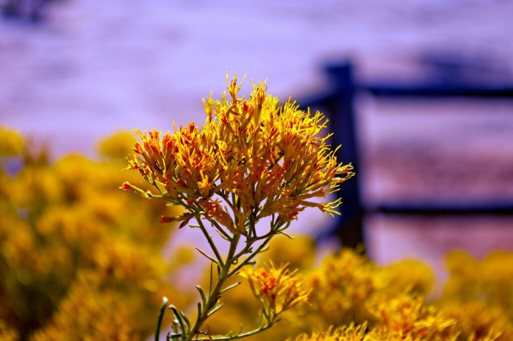 Canyonlands rabbitbrush