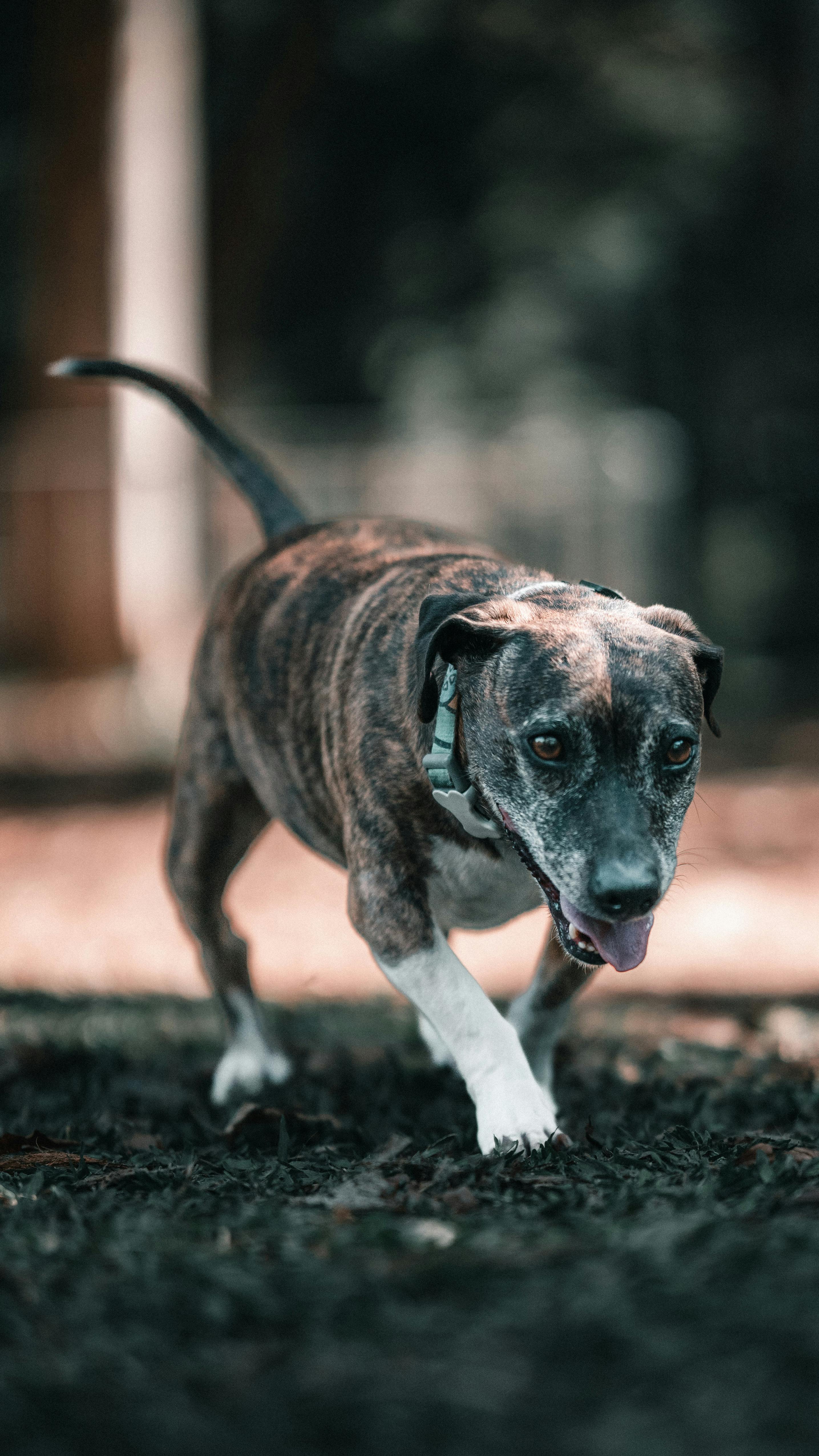 Catahoula Leopard Dog