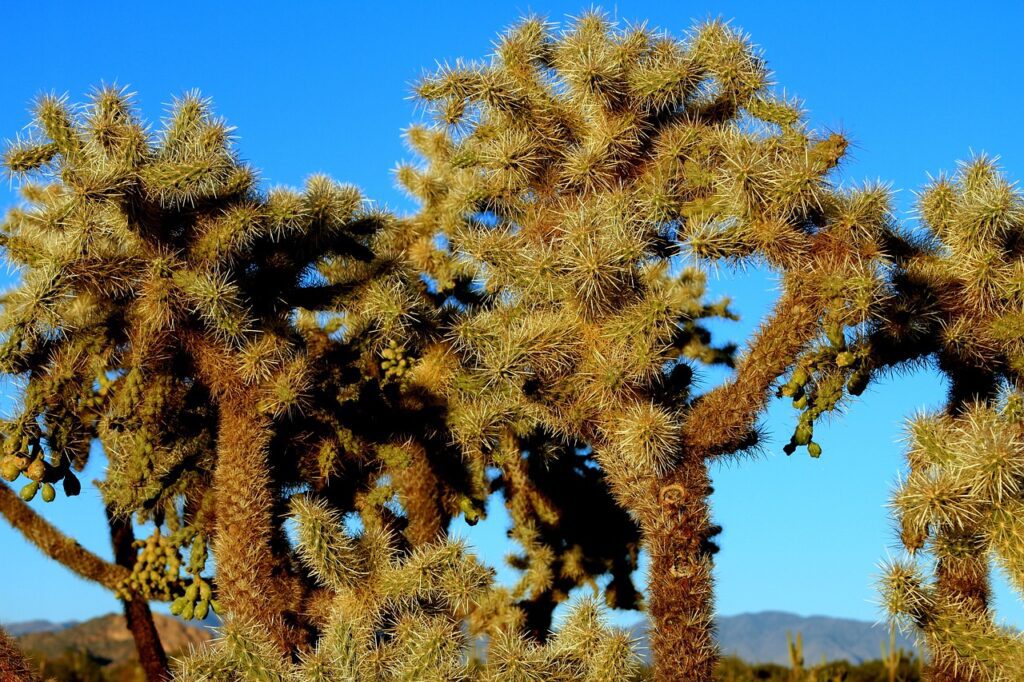 Cholla Cactus Garden Joshua Tree national park