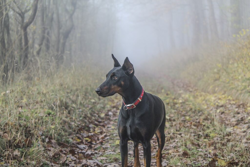 Doberman Pinschers