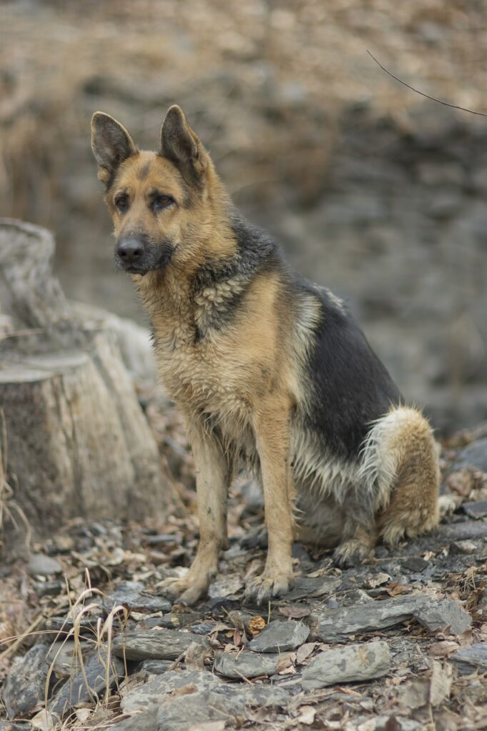 German Shepherds