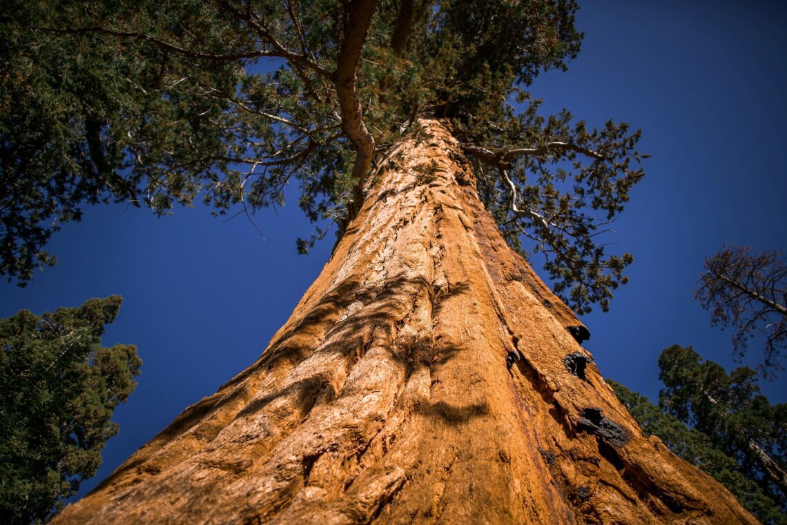 Giant Sequoias