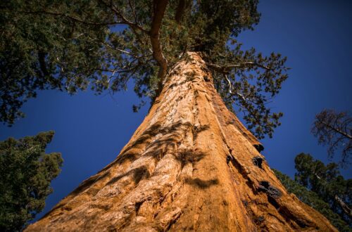 Giant Sequoias