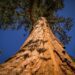 Giant Sequoias