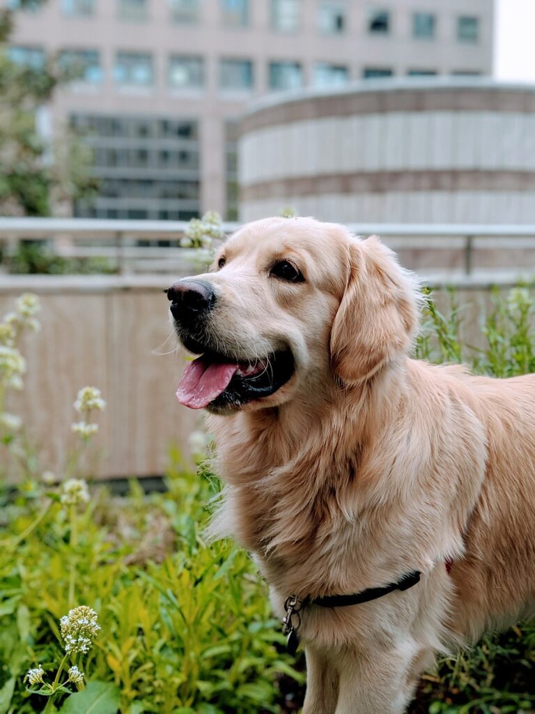 Golden Retrievers