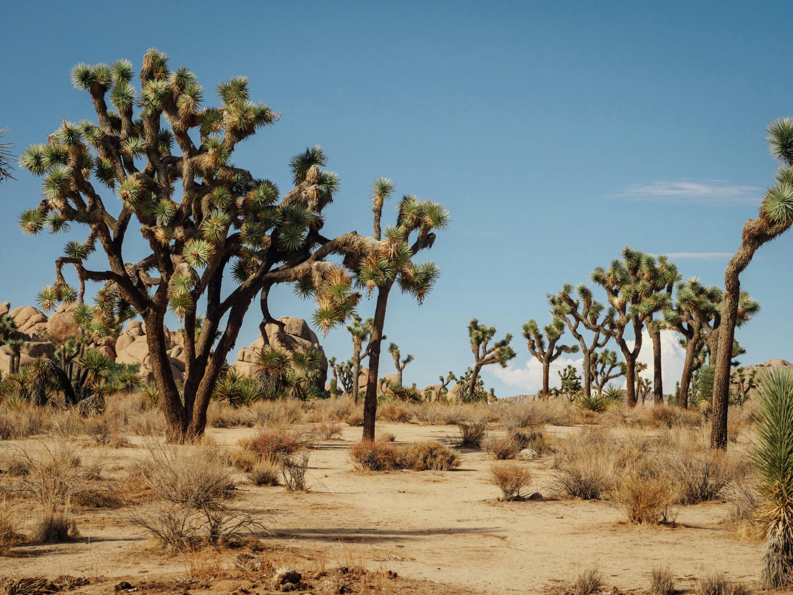 Joshua Tree National Park