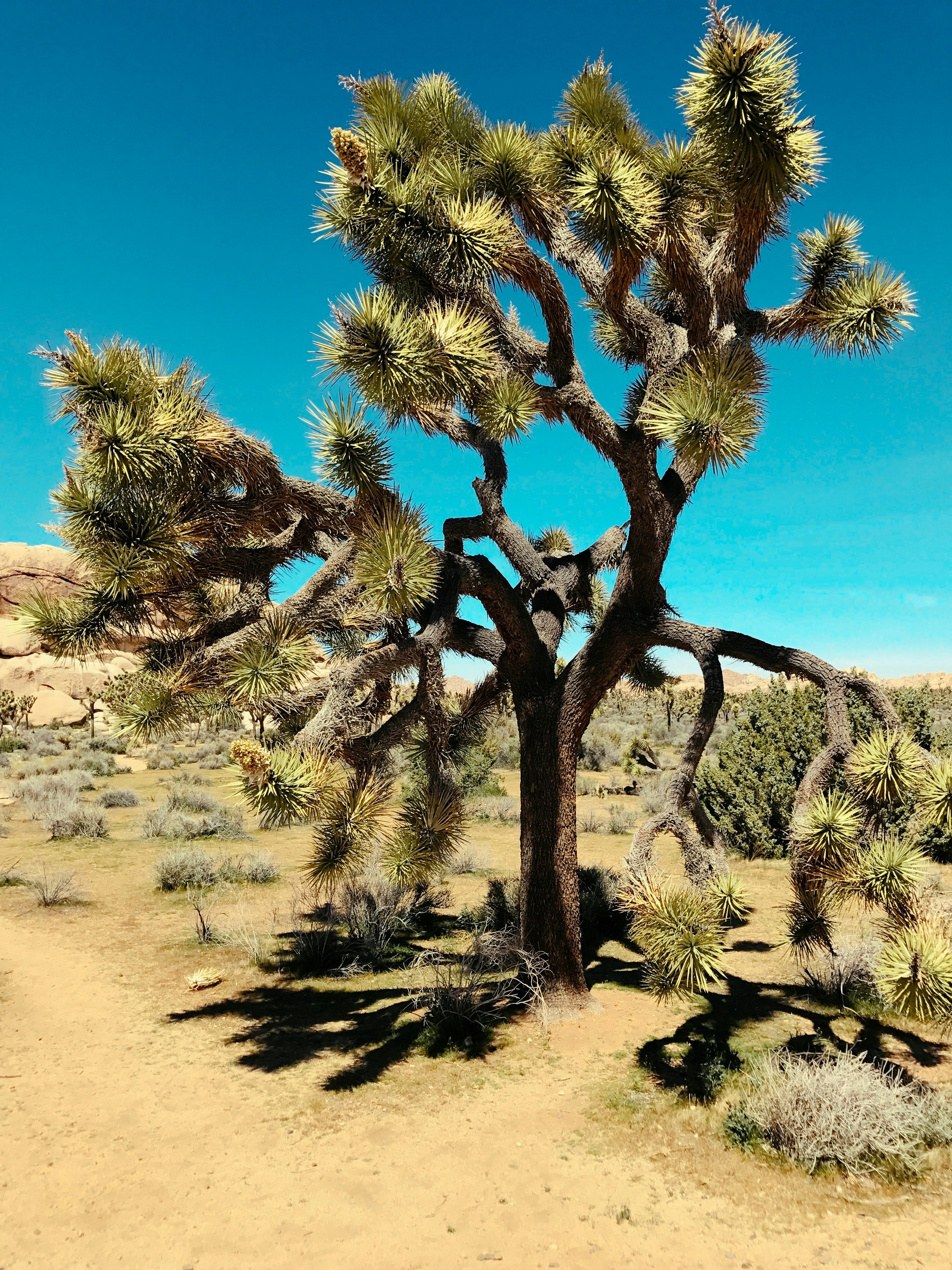 Joshua Tree National Park 