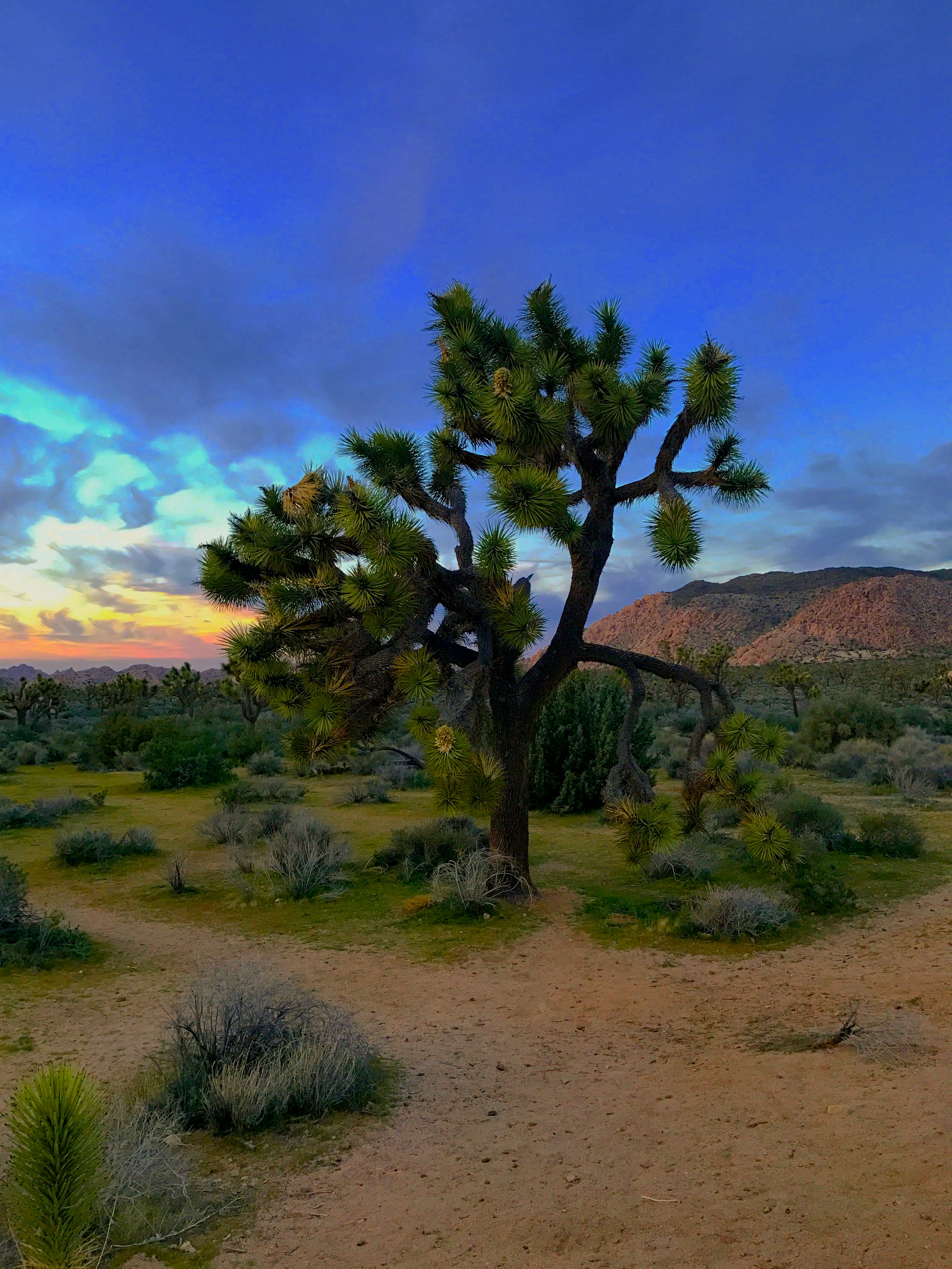 Joshua Tree National Park