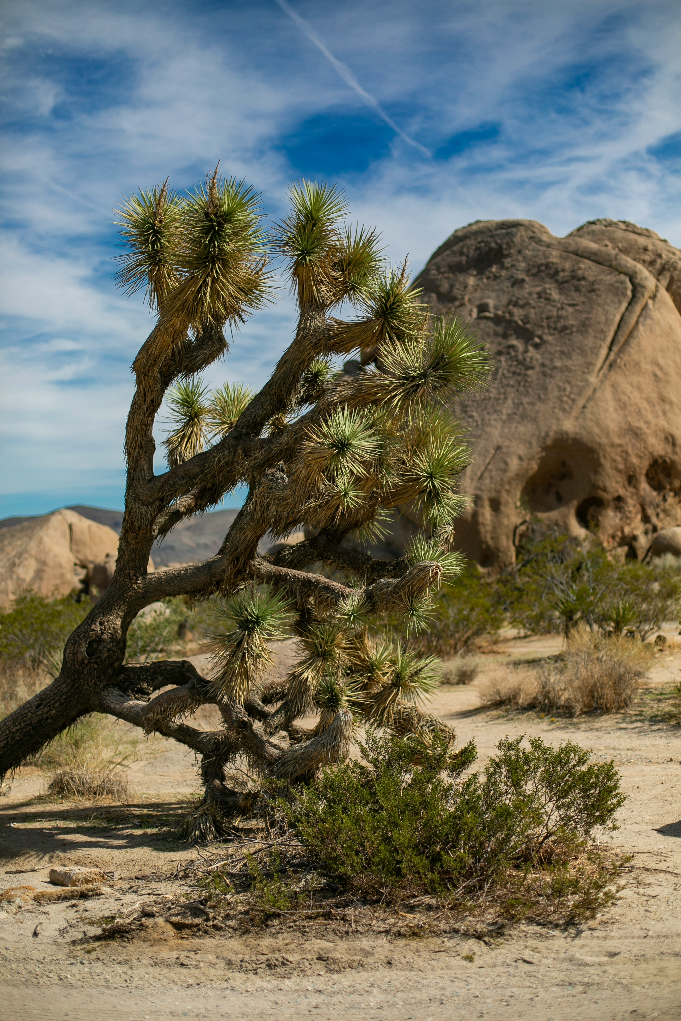 Joshua Tree National Park