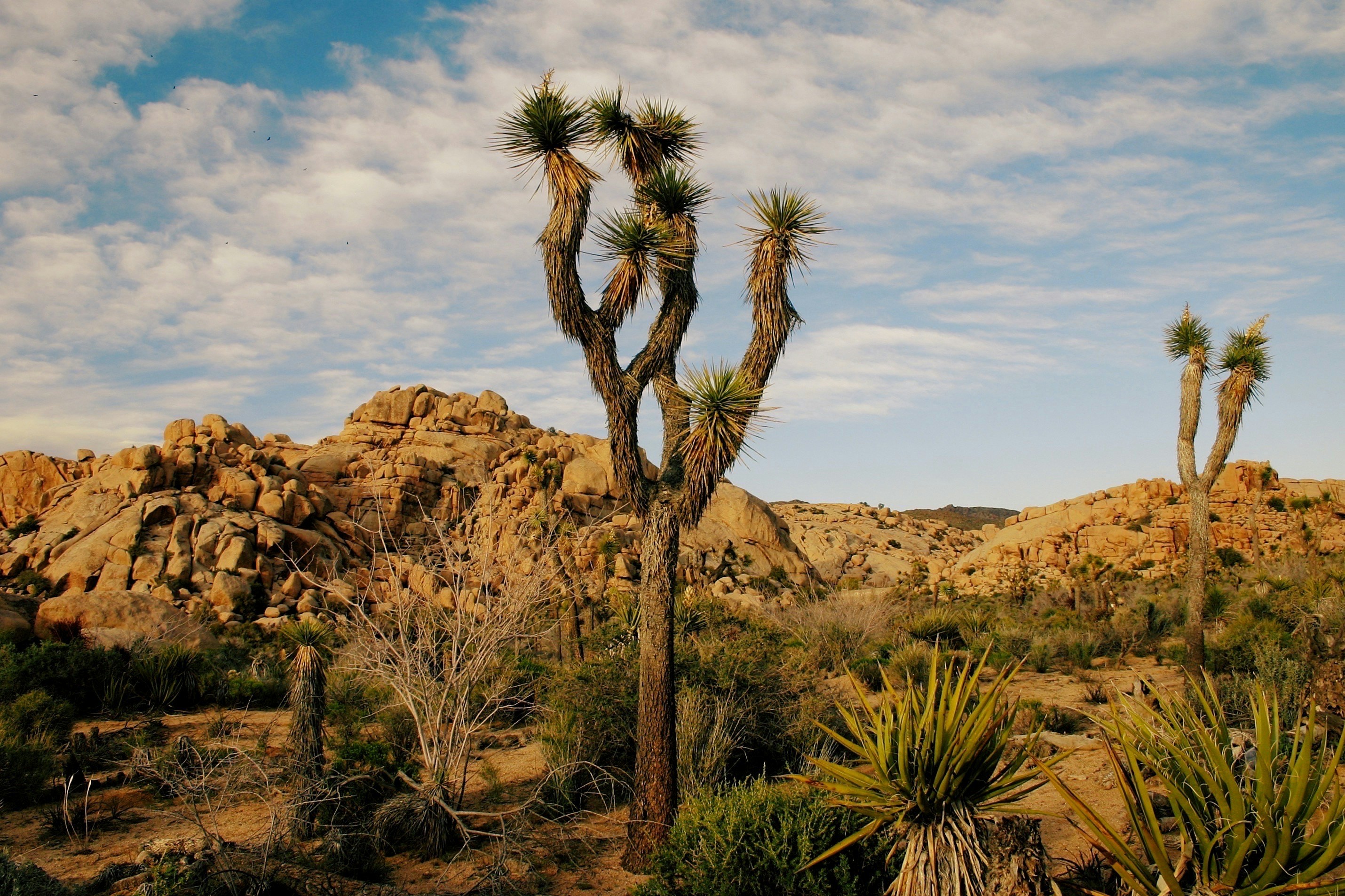 Joshua Tree National Park