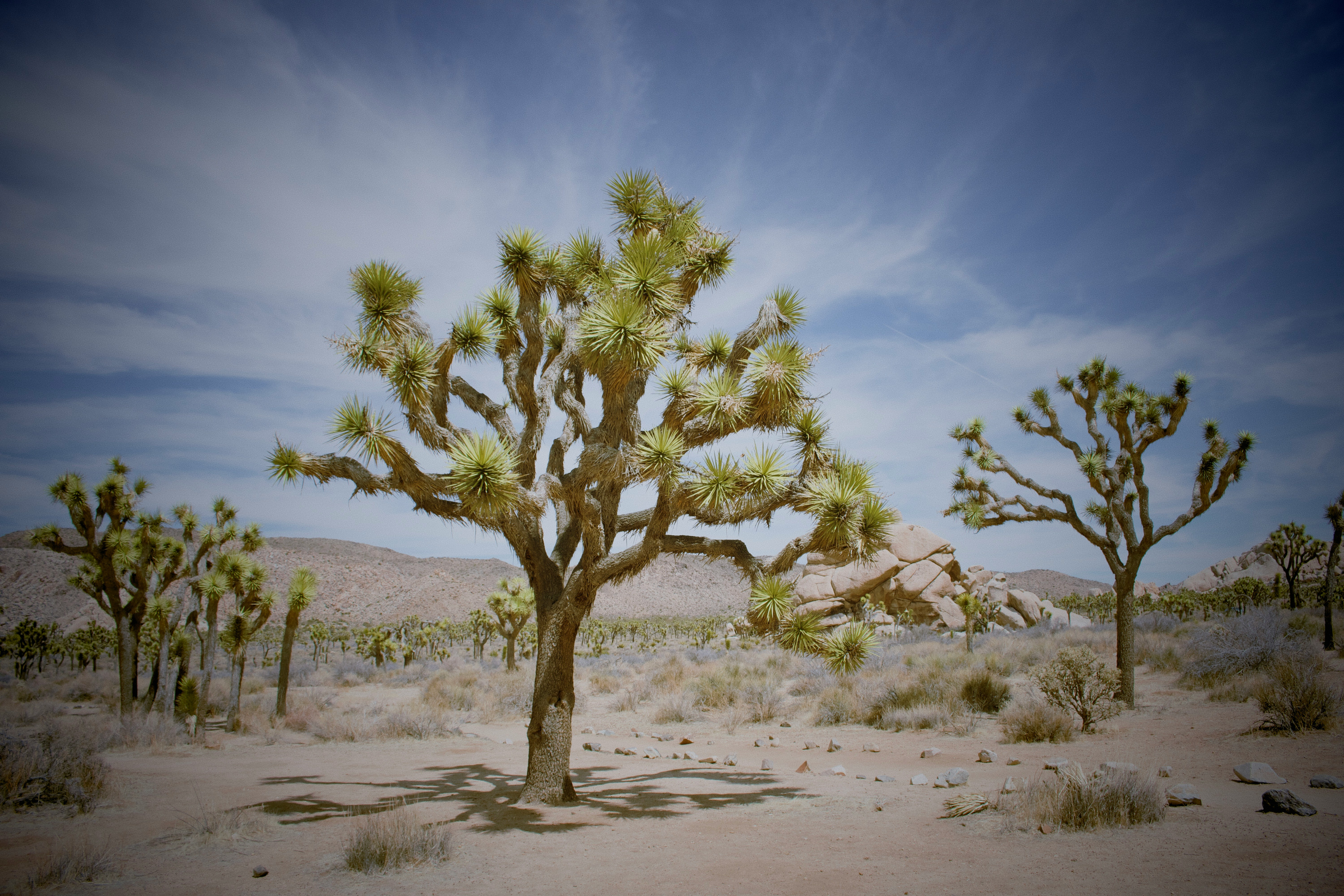 Joshua Tree National Park