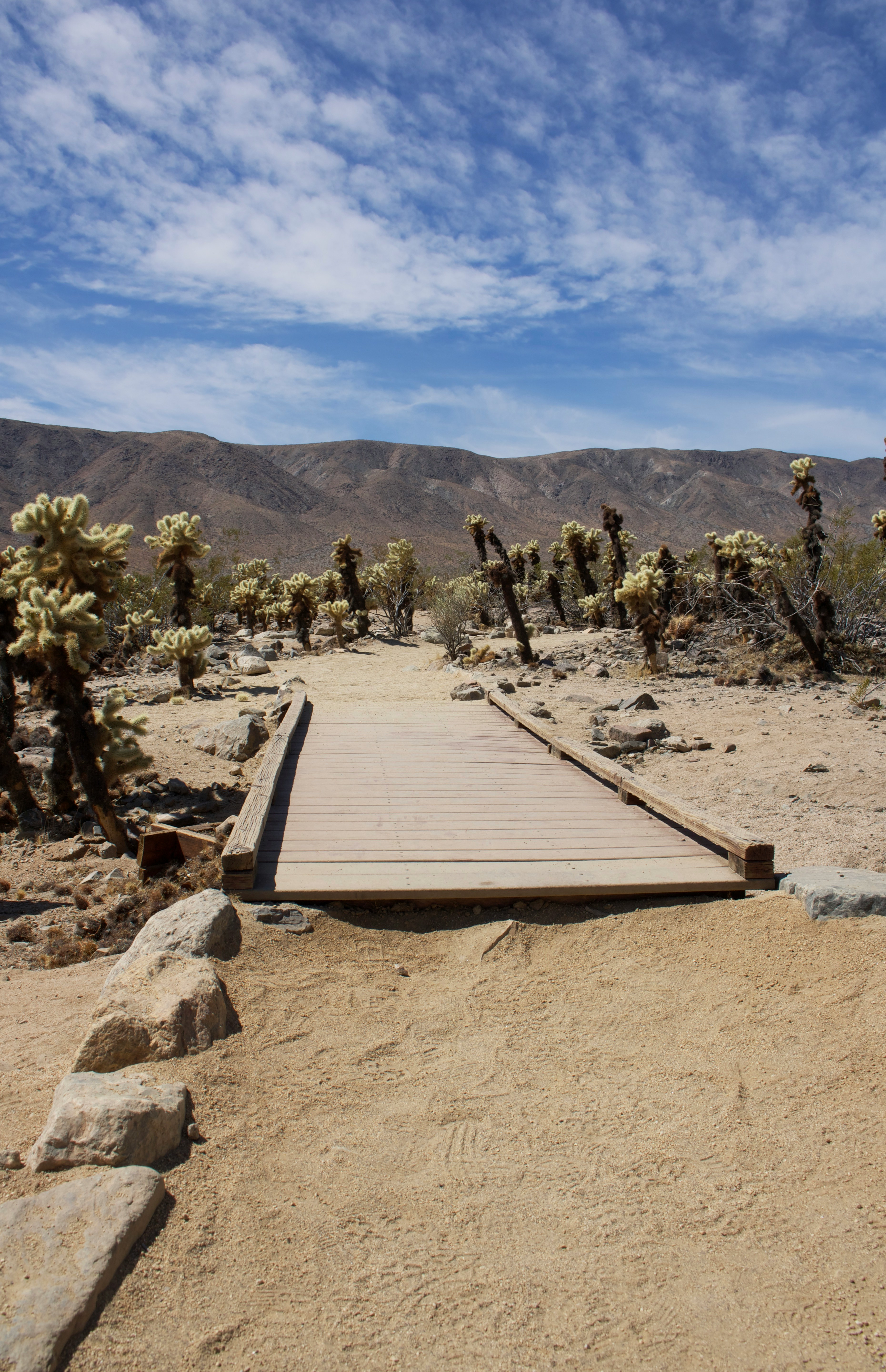 Trail at Joshua Tree National Park