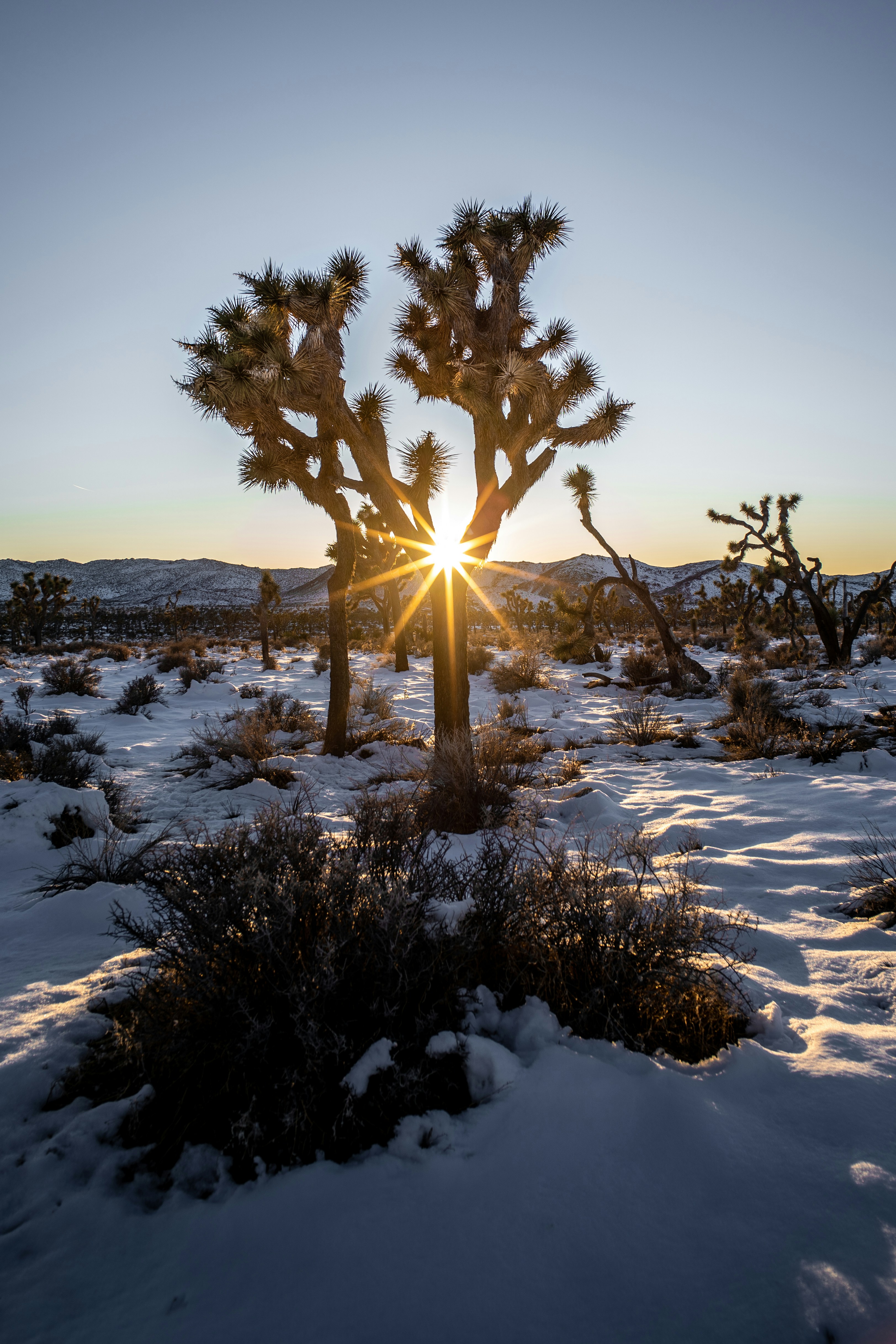 Joshua Tree National Park