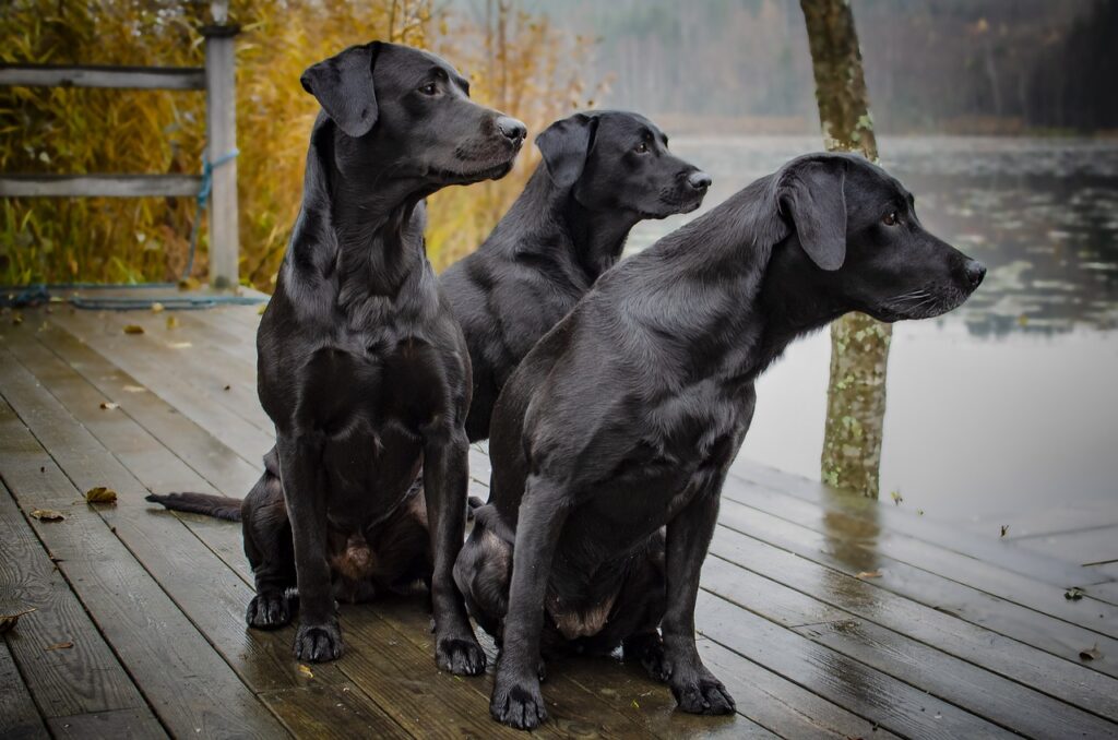 Labrador Retrievers