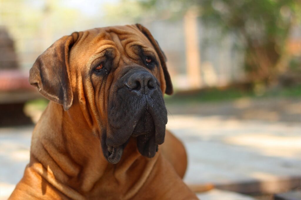 Mastiffs