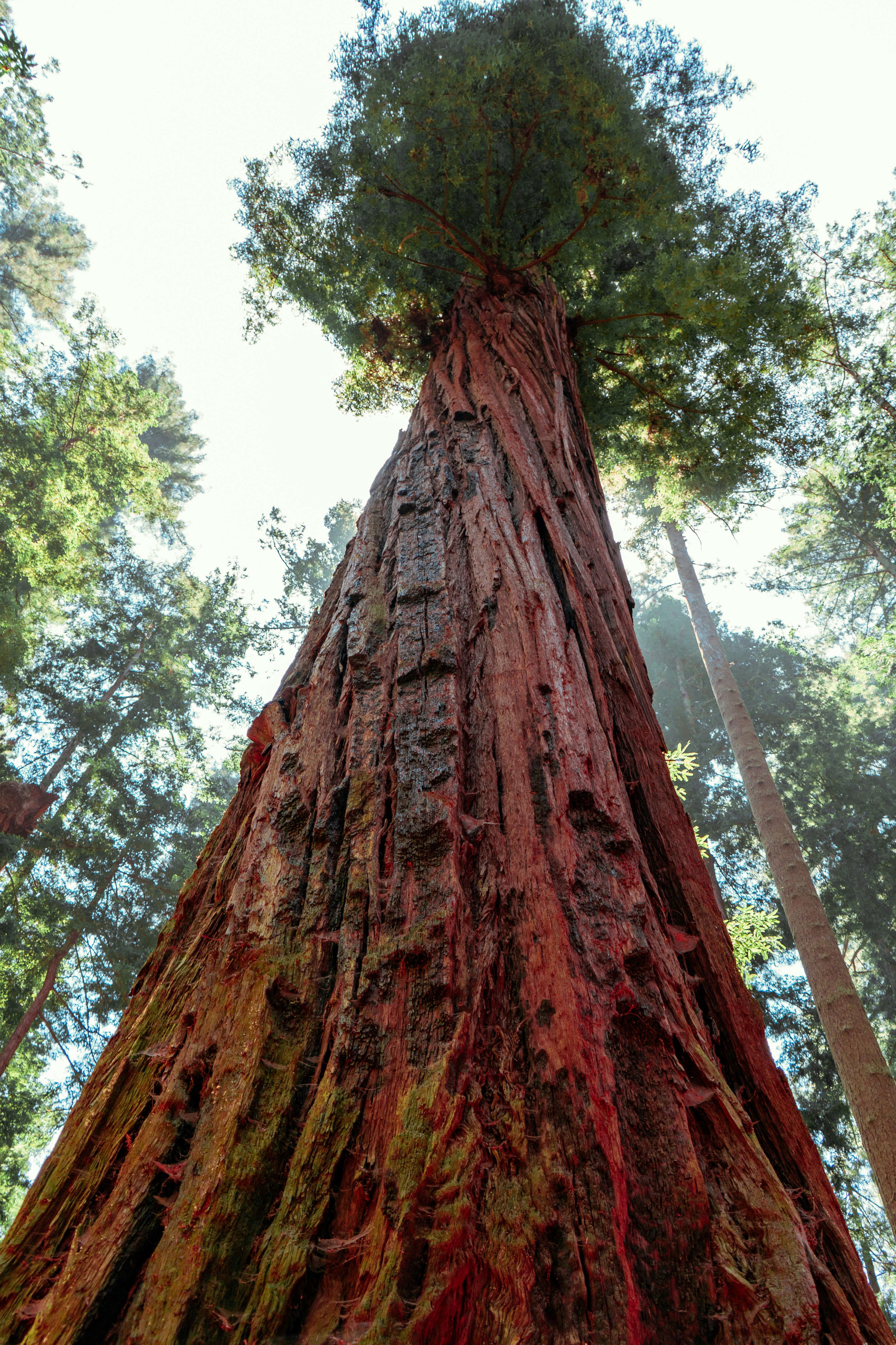 Redwood National and State Parks