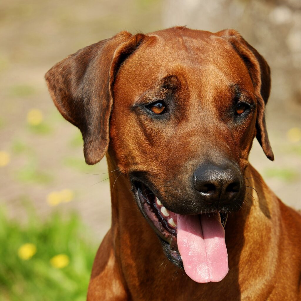 Rhodesian Ridgebacks