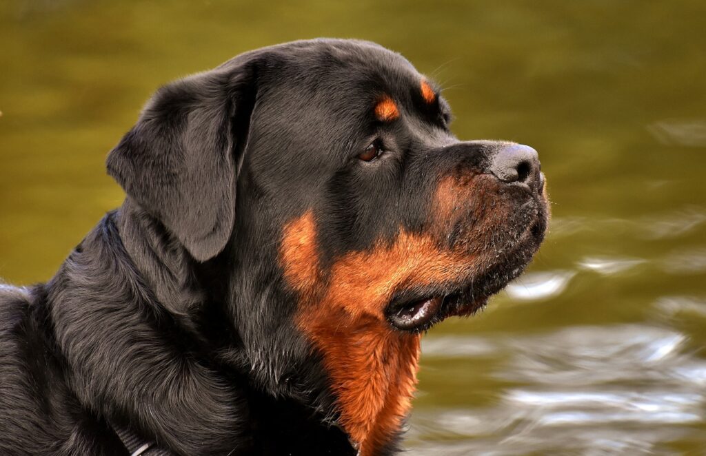 Rottweilers 