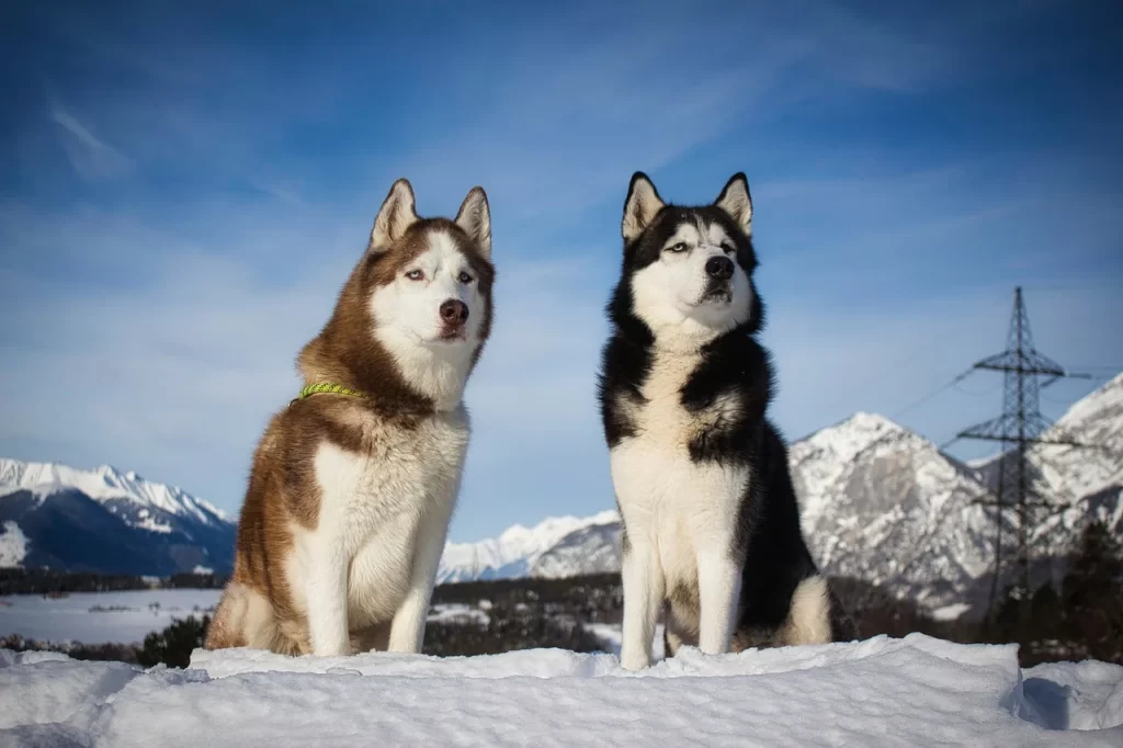 Siberian Huskies