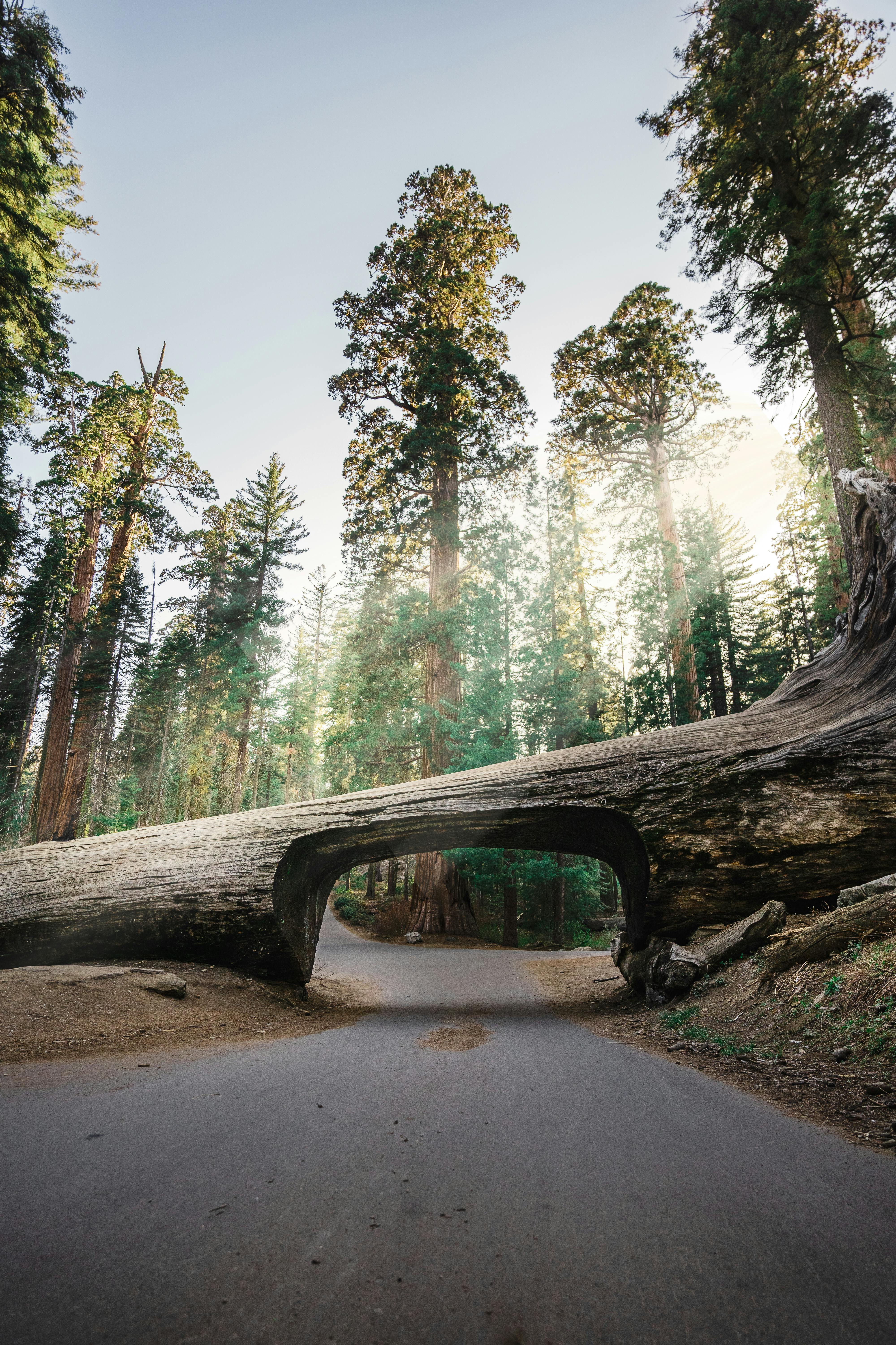 Tunnel Log