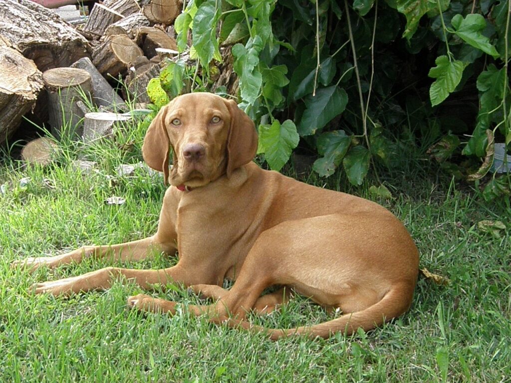 Vizslas