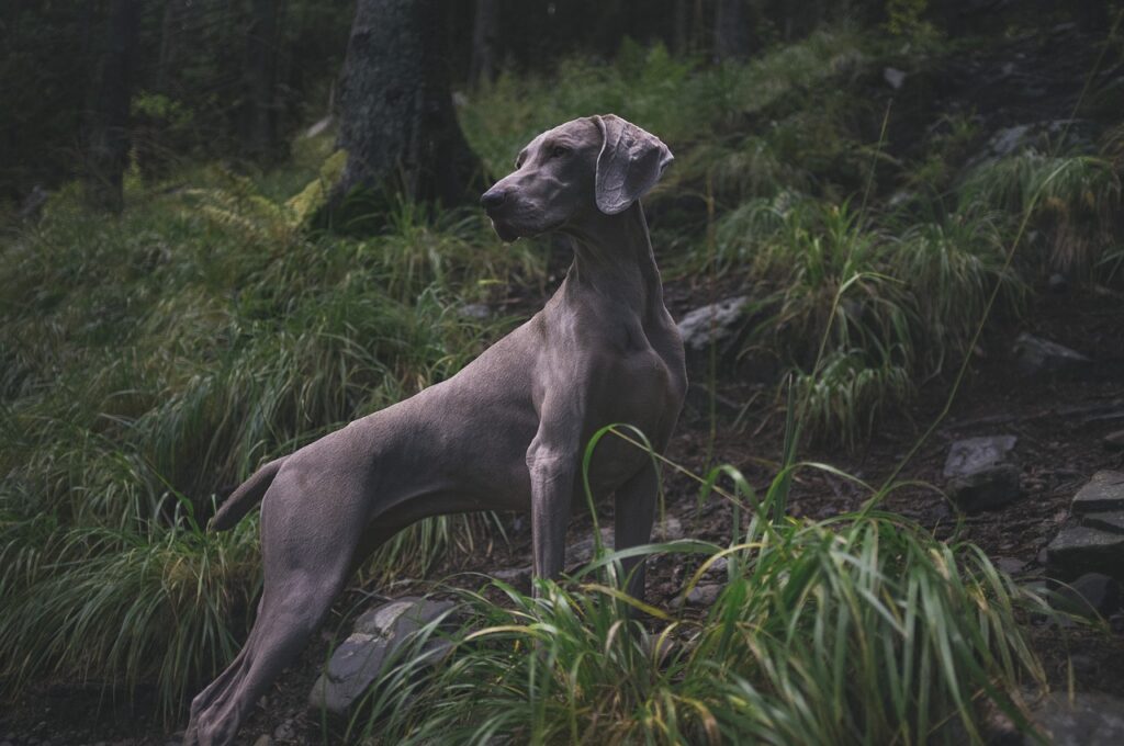 Weimaraners