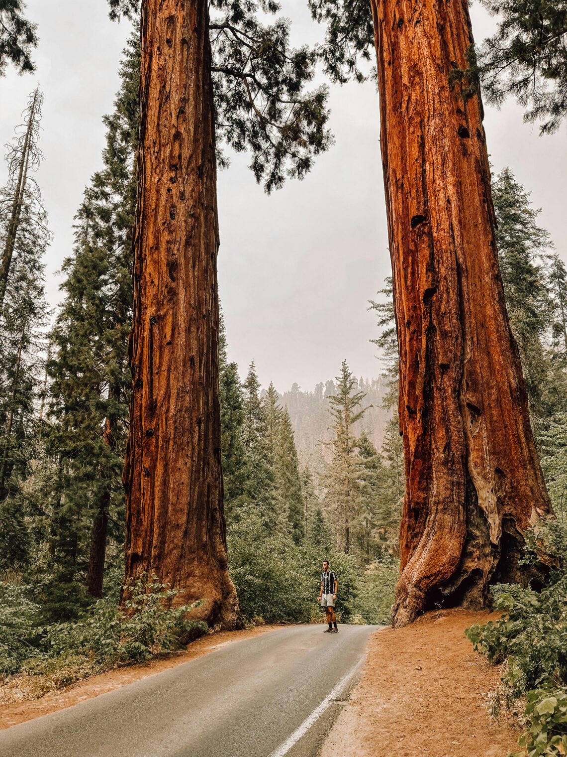 a man standing between trees at sequoia