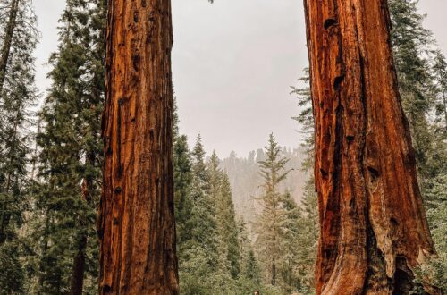 a man standing between trees at sequoia