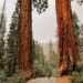 a man standing between trees at sequoia